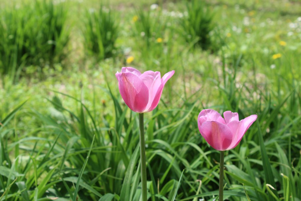 Tulpen im Mai 3