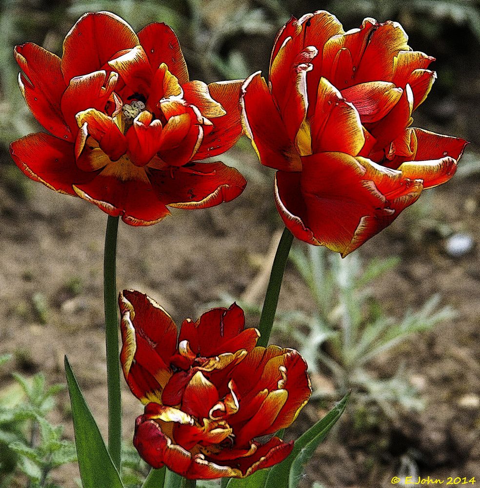 Tulpen im Mai