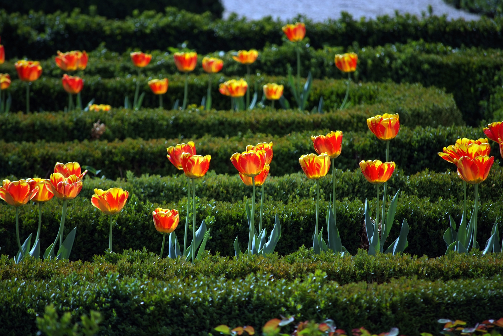 Tulpen im Mirabellgarten Stadt Salzbrug