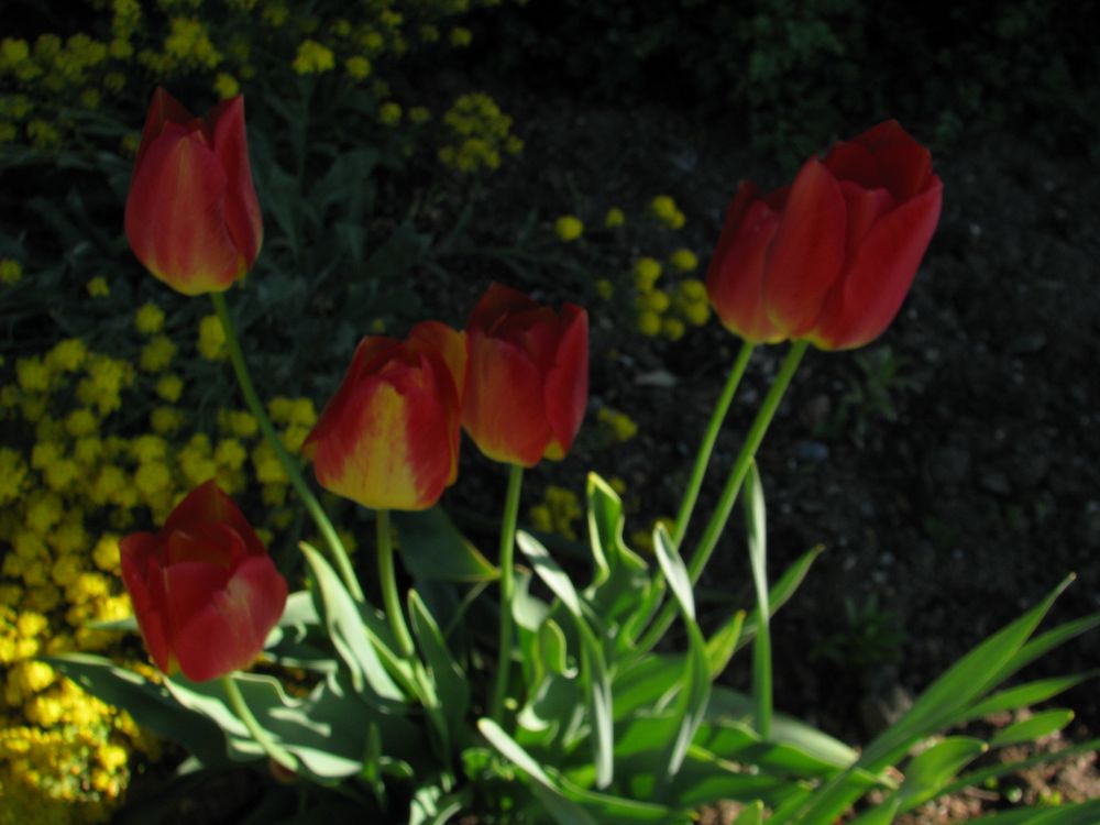 Tulpen im Morgenlicht