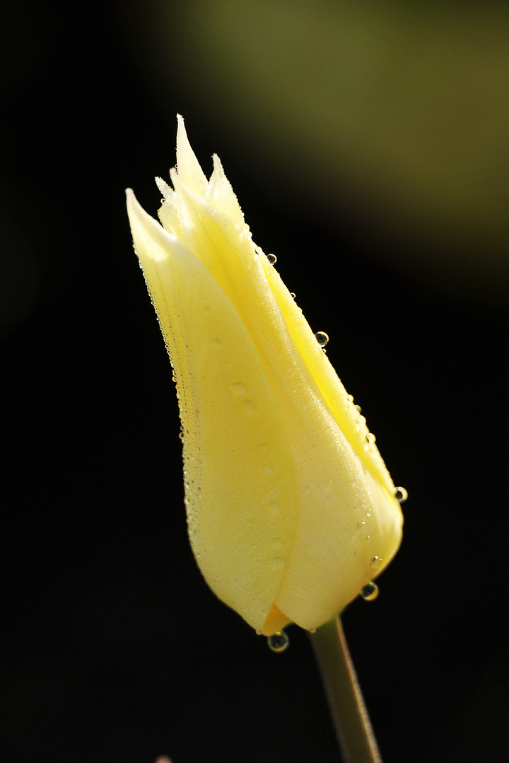 Tulpen im Morgentau ( 2/3 )