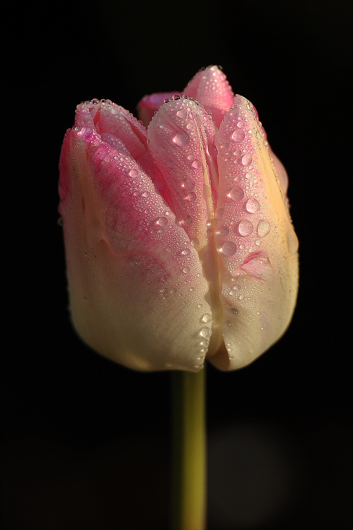 Tulpen im Morgentau ( 3/3 )