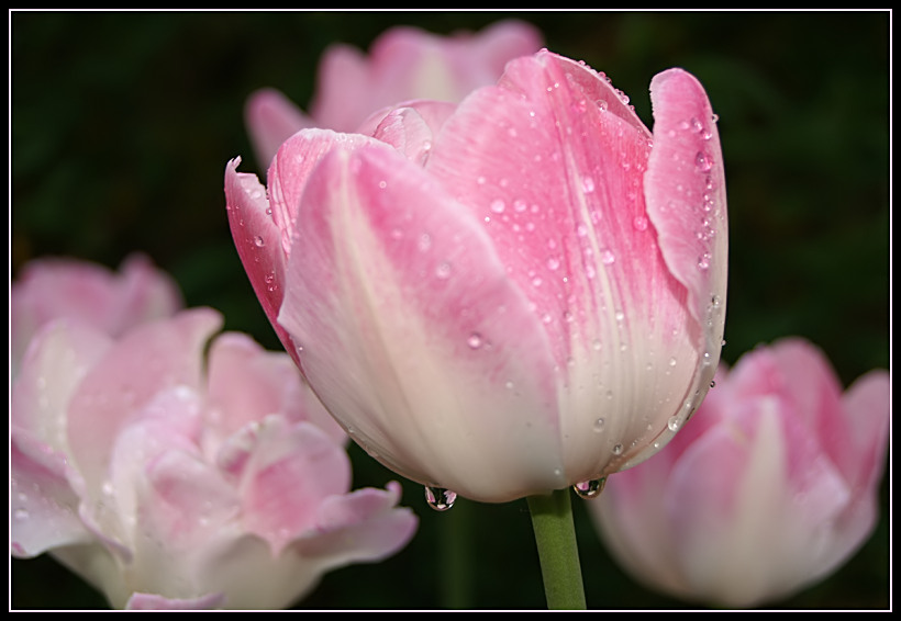 Tulpen im Morgentau