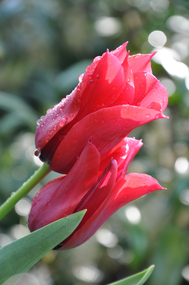 Tulpen im Morgentau