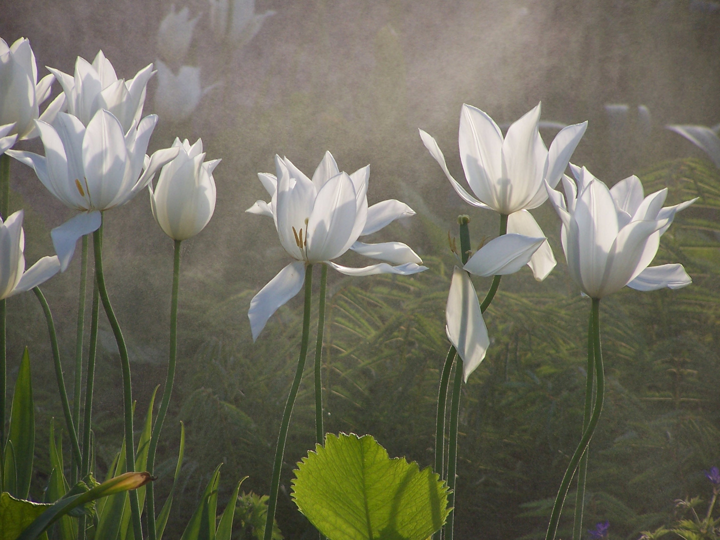 Tulpen im Nebel