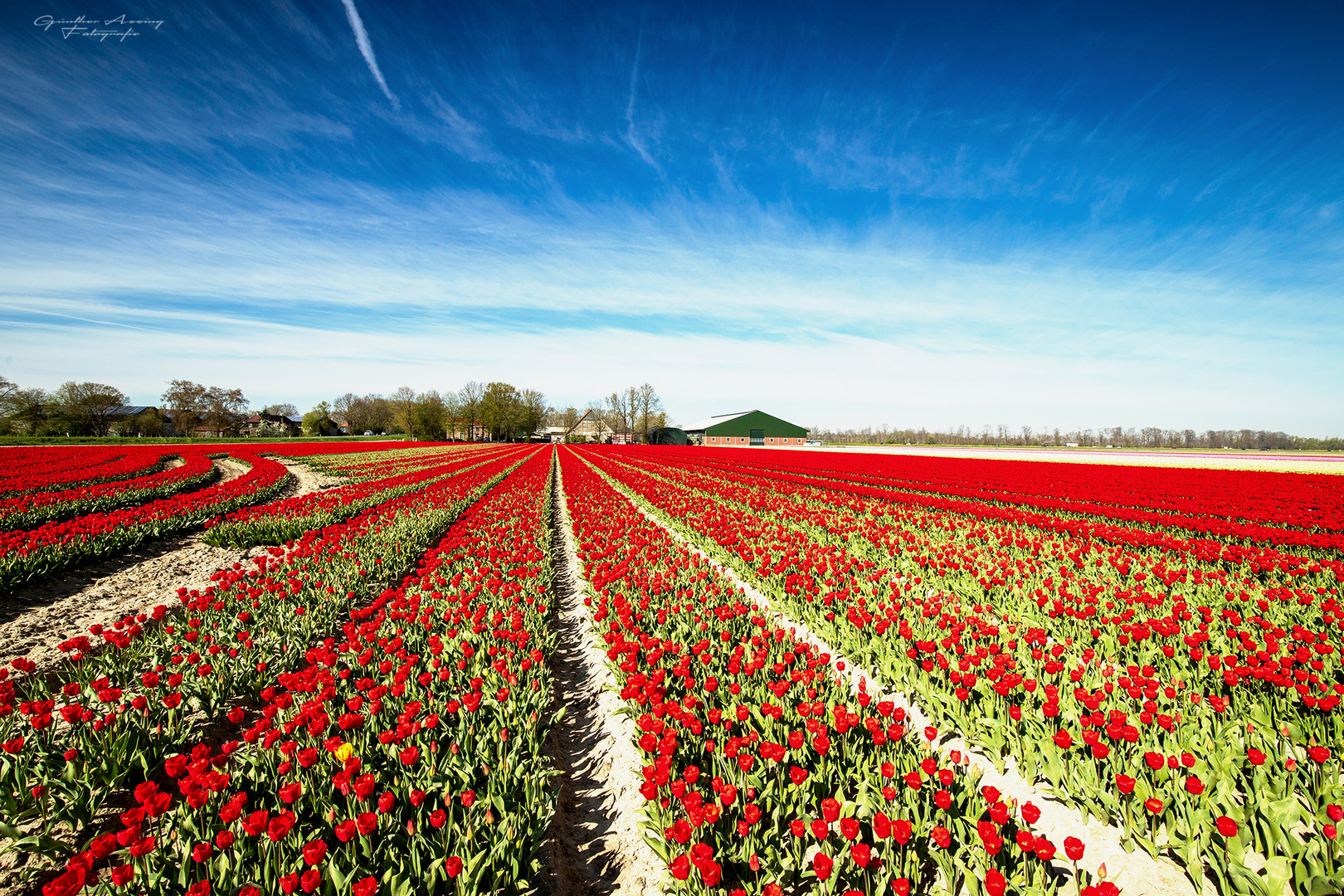 Tulpen im Noordostpolder, Niederlande