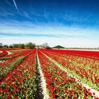 Tulpen im Noordostpolder, Niederlande