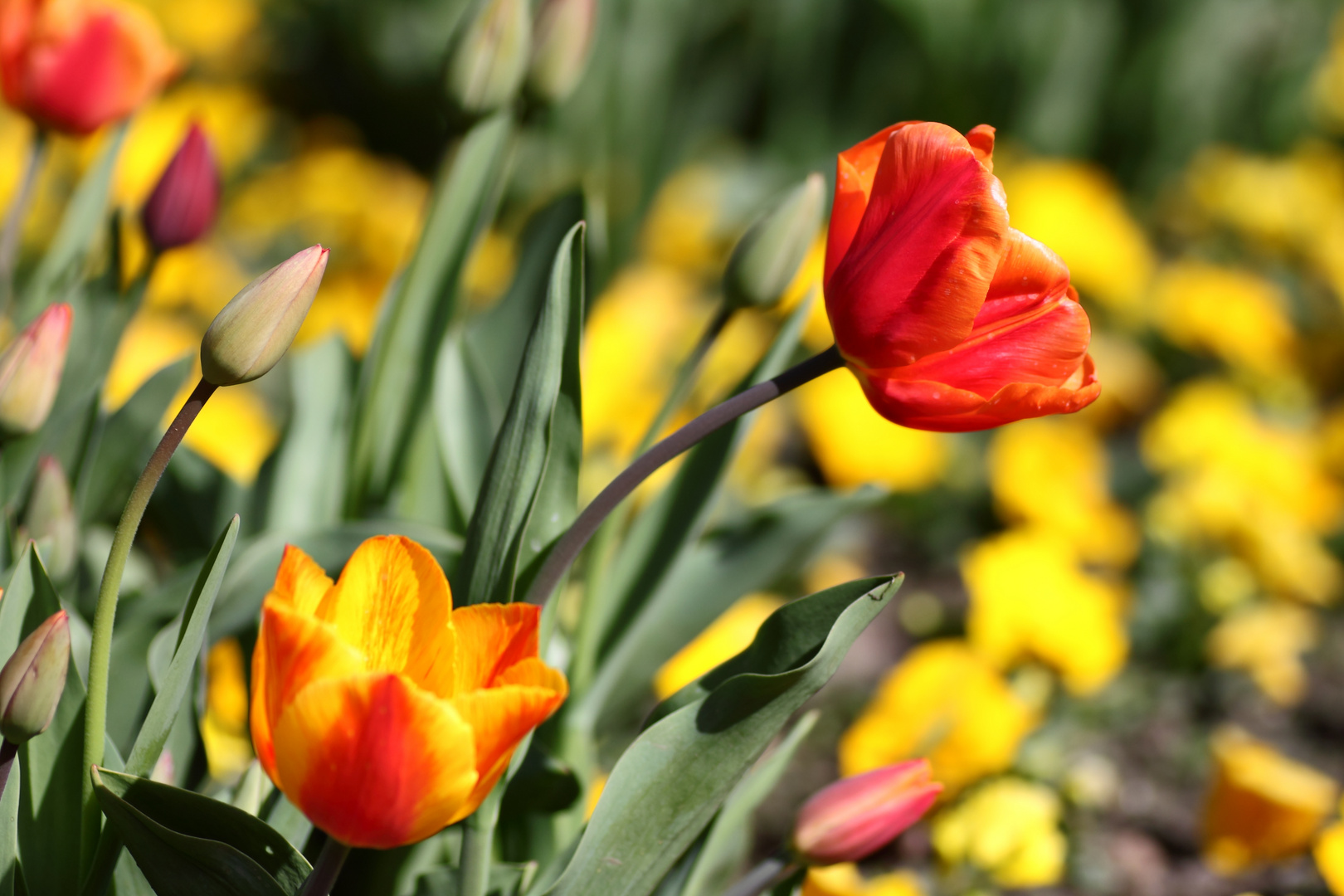 Tulpen im Nordpark Düsseldorf