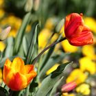 Tulpen im Nordpark Düsseldorf