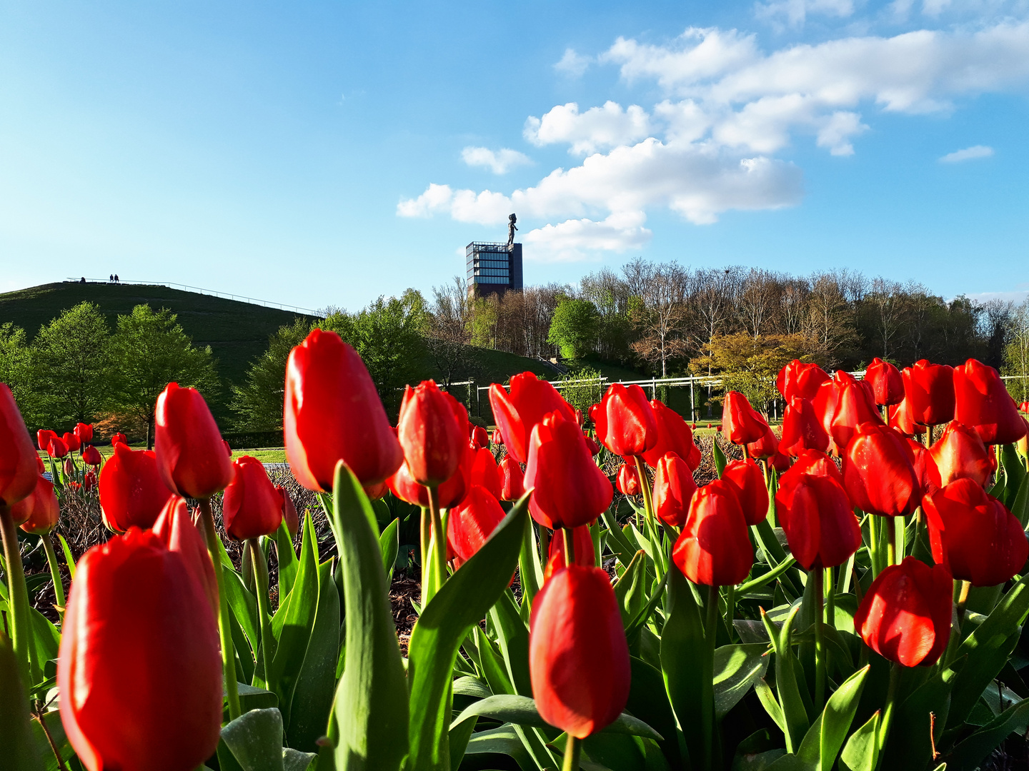 Tulpen im Nordsternpark in Gelsenkirchen