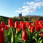 Tulpen im Nordsternpark in Gelsenkirchen