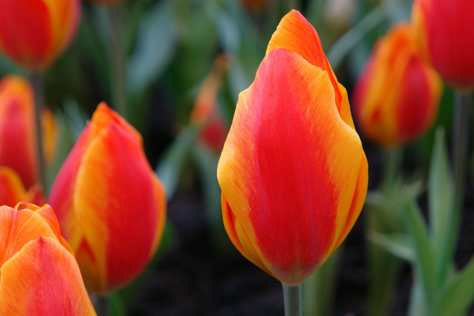 Tulpen Im Palmengarten