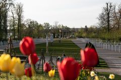 Tulpen im Park 1