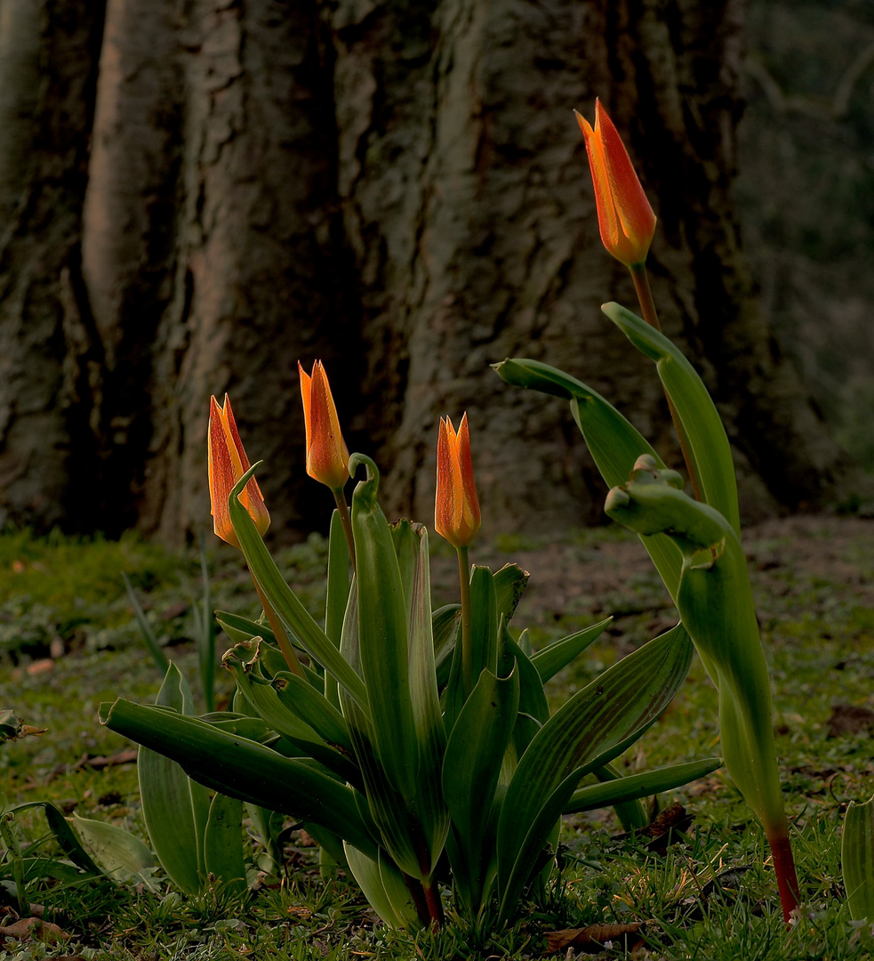 Tulpen im Park 2