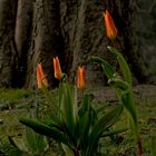 Tulpen im Park 2