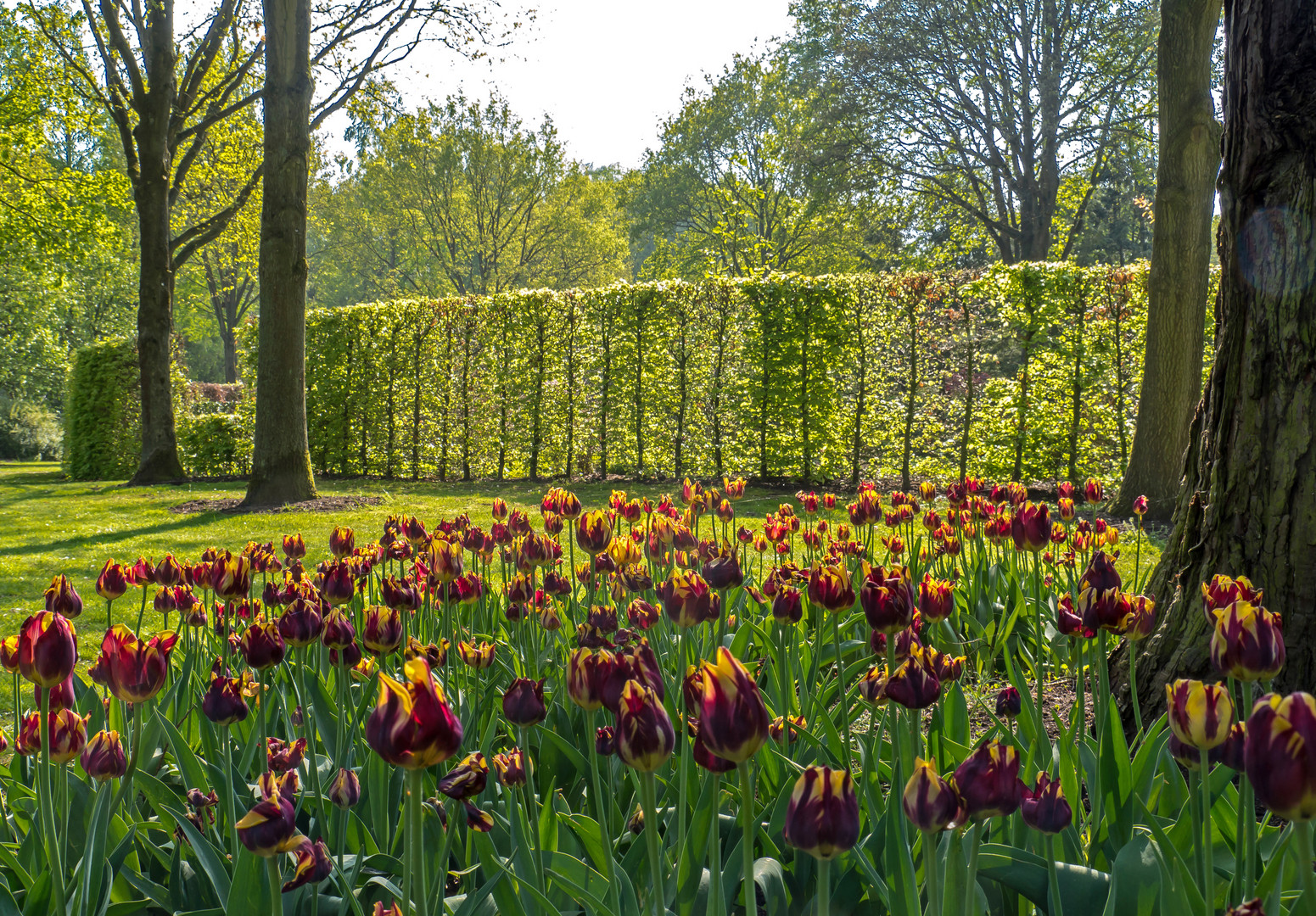 Tulpen im Park