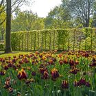 Tulpen im Park