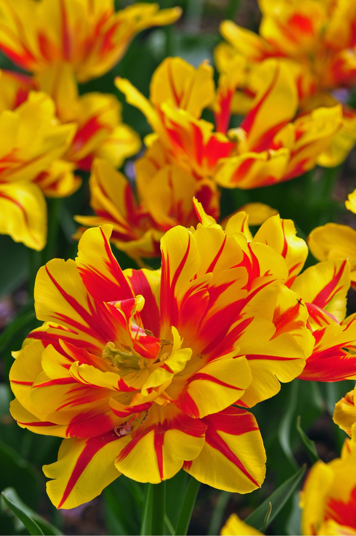 Tulpen im Park