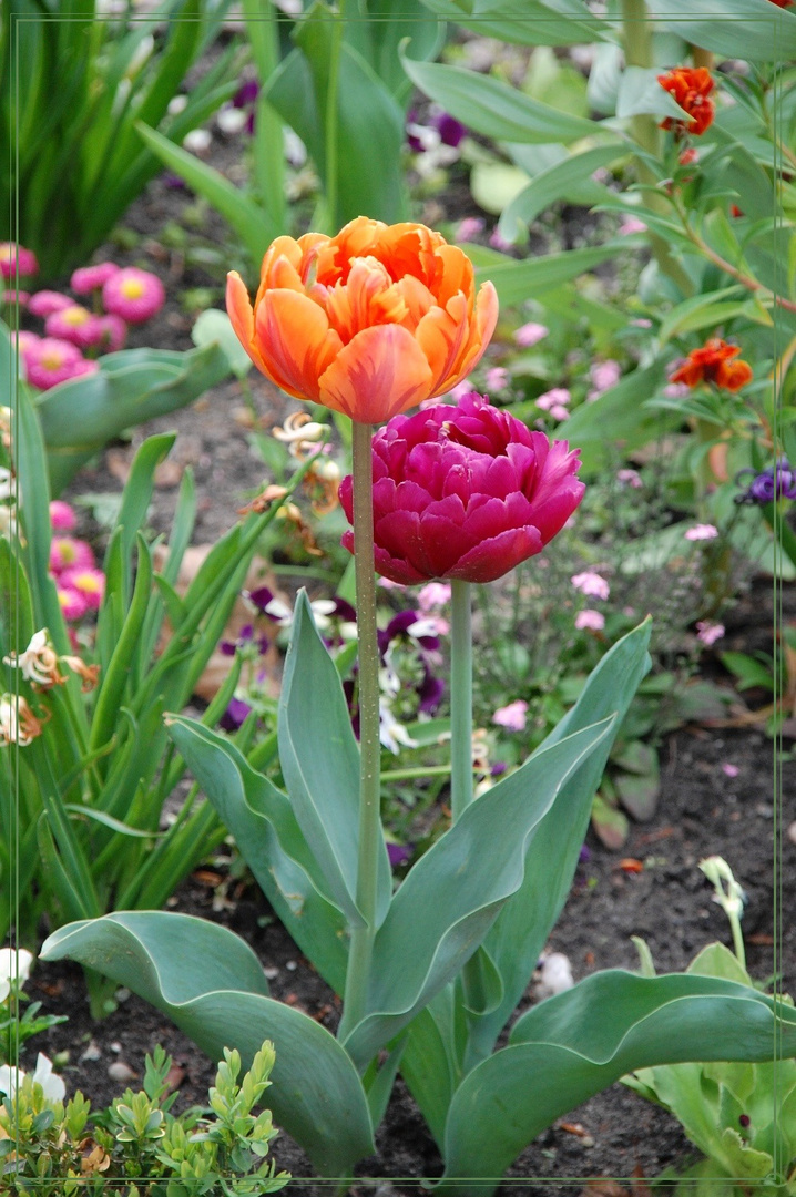 Tulpen im Park Sanssouci