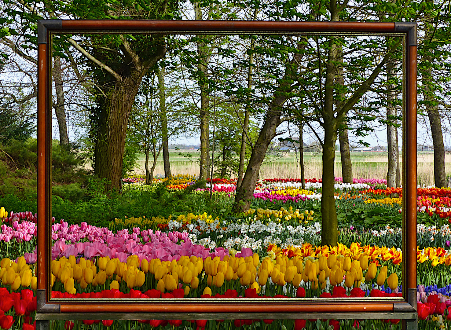 Tulpen im Rahmen 