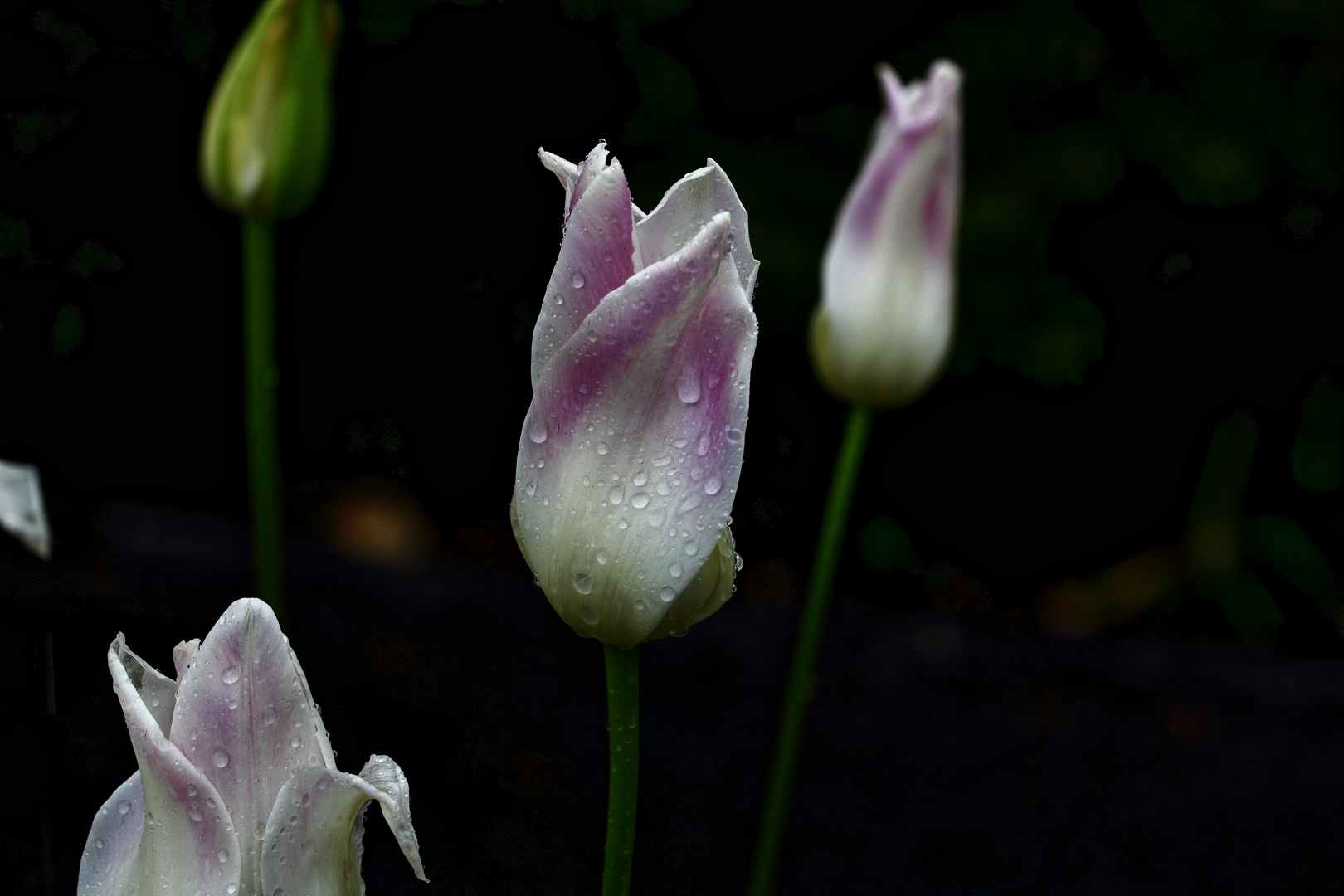 Tulpen im Regen