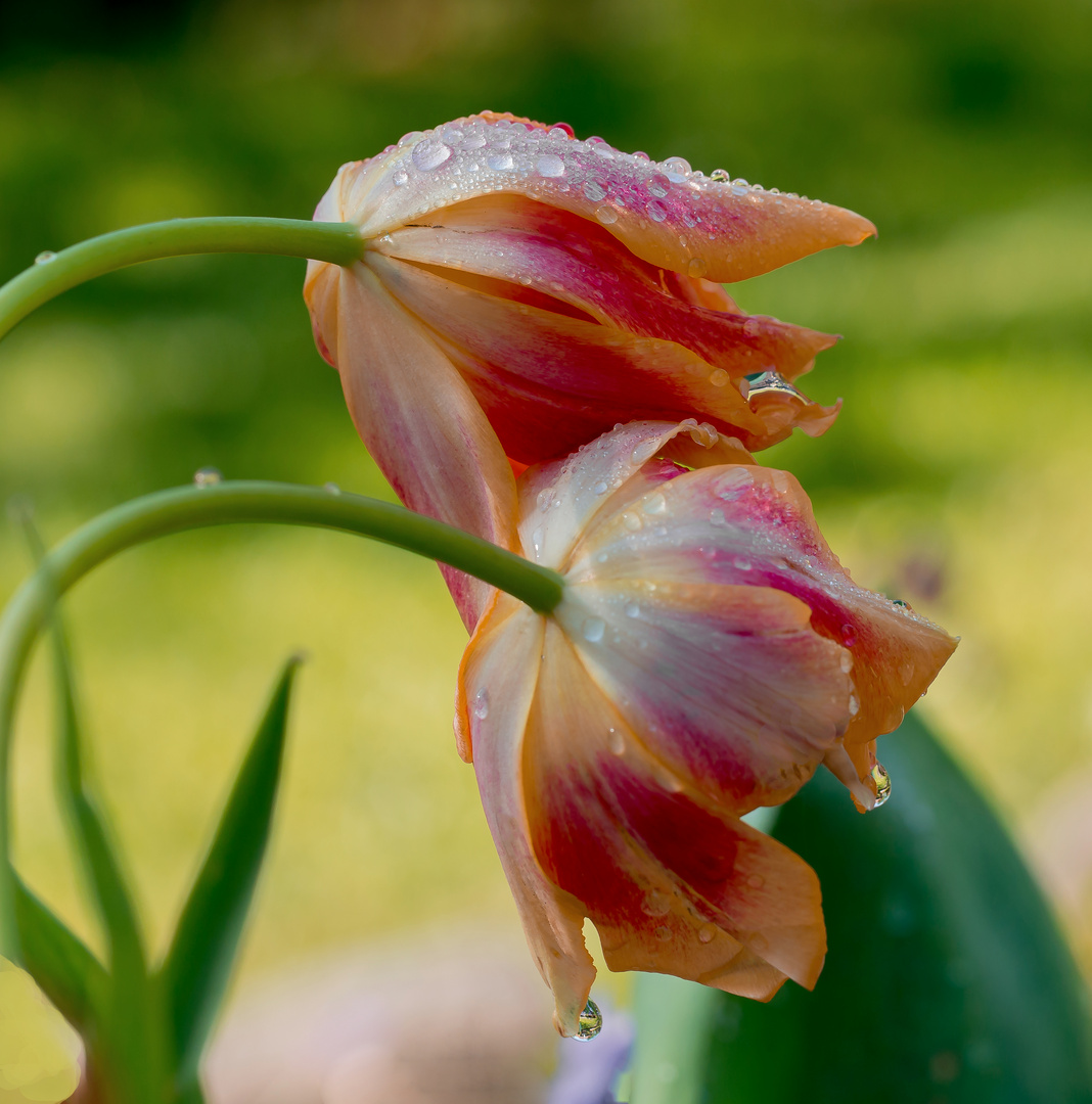 Tulpen im Regen