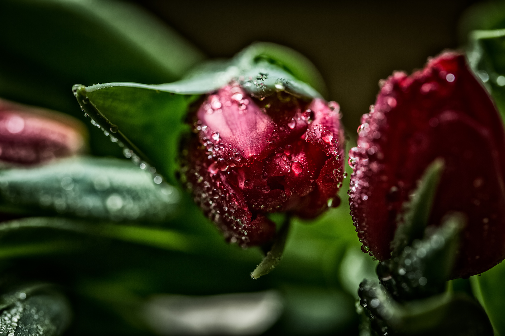 Tulpen im Regen