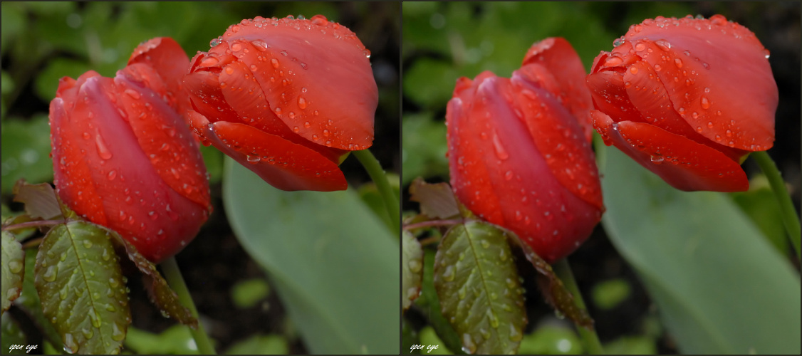 Tulpen im Regen 3D