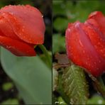 Tulpen im Regen 3D