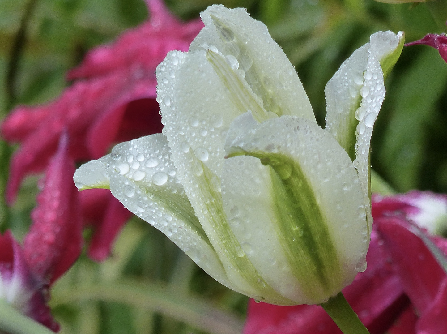 Tulpen im Regen