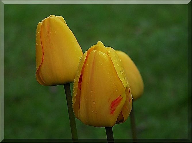 Tulpen im Regen