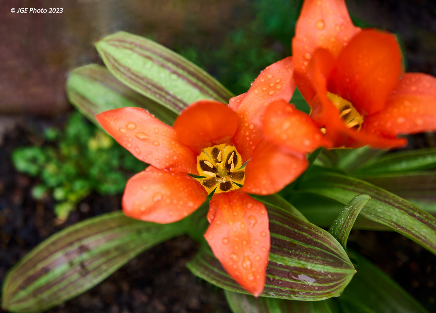 Tulpen im Regen