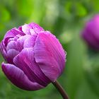 Tulpen im regen