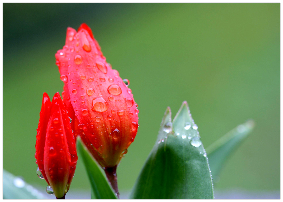 Tulpen im Regen