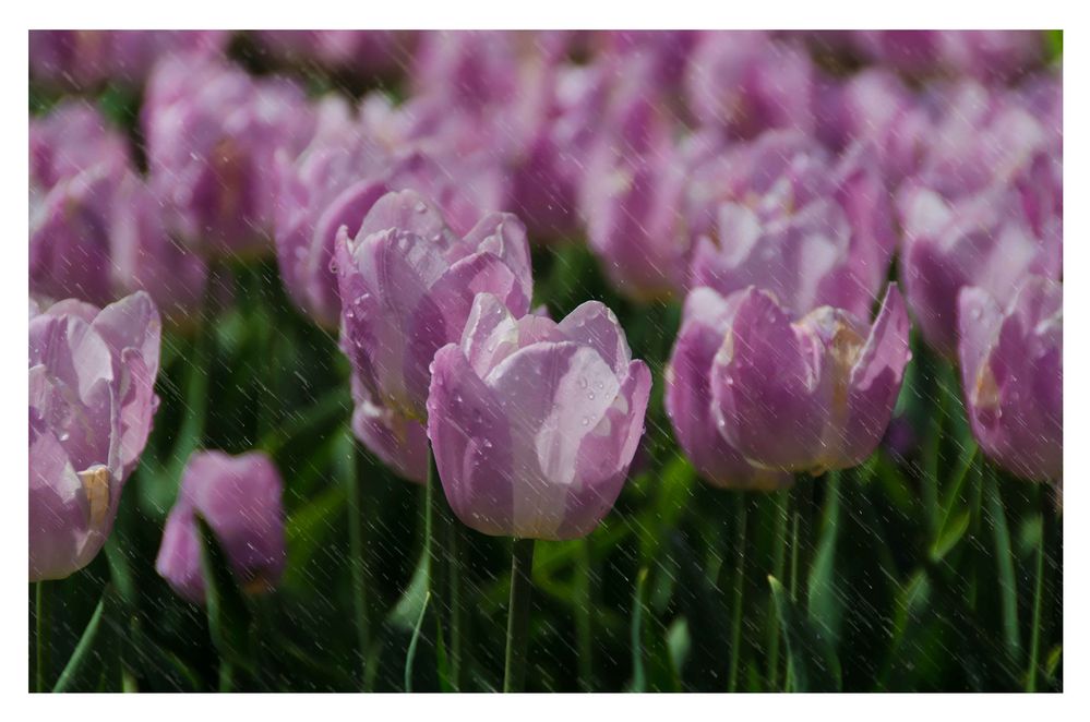 Tulpen im Regen