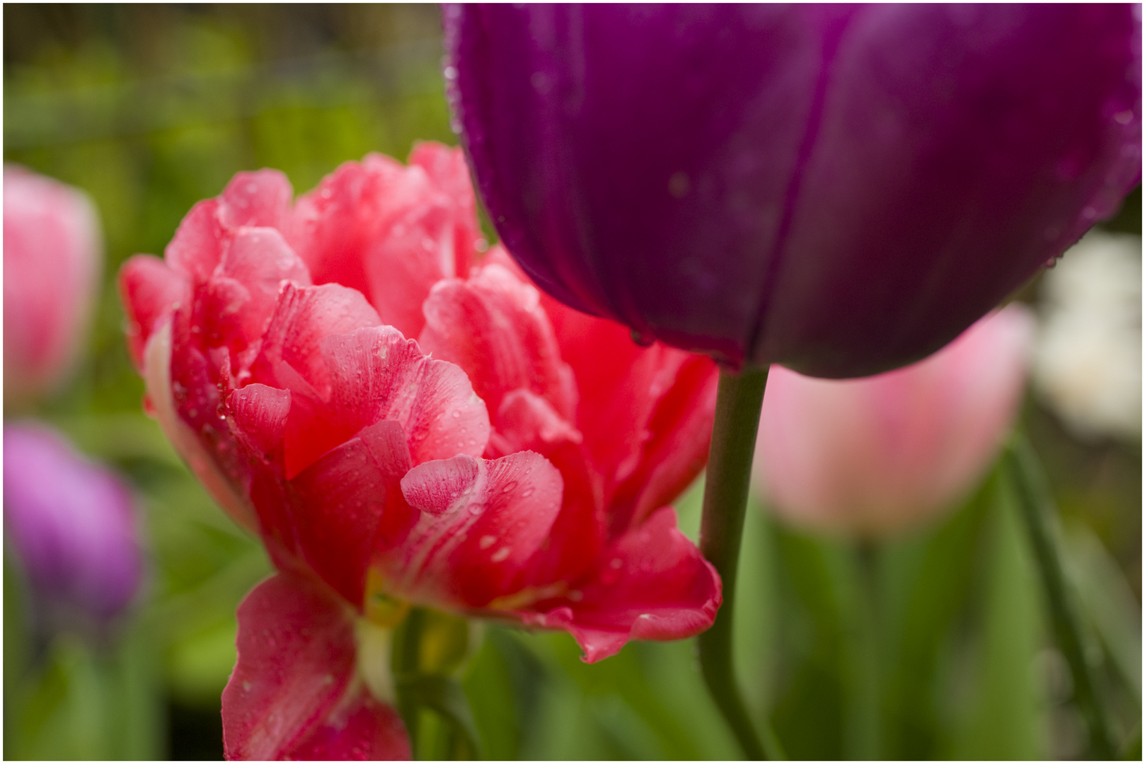 Tulpen im Regen