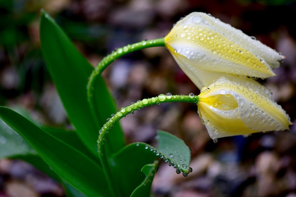 Tulpen im Regen