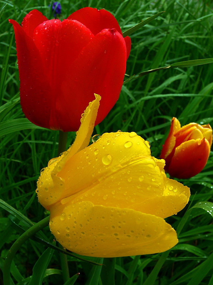 *Tulpen im Regen*