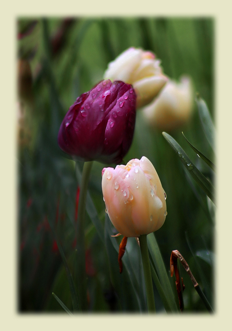Tulpen im  Regen