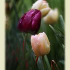 Tulpen im  Regen