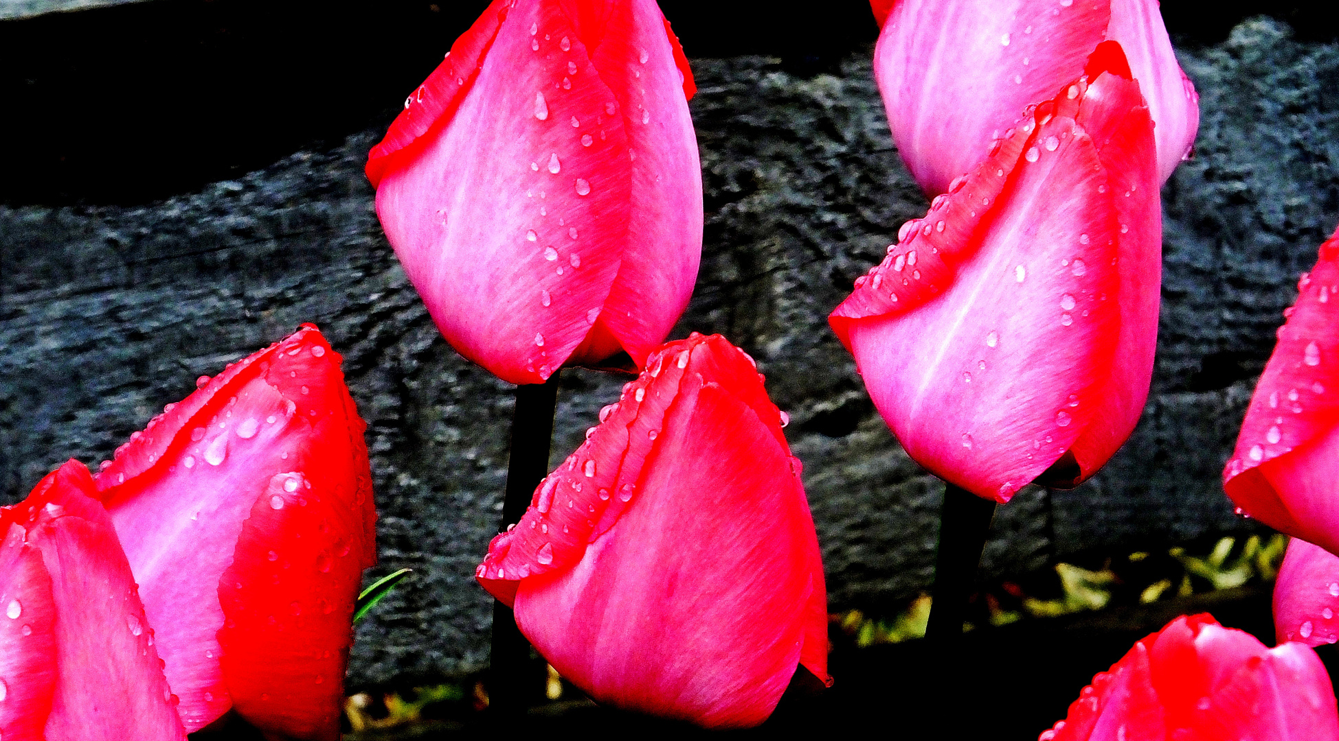 Tulpen im Regen  -  Tulips in the rain