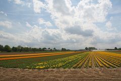 Tulpen im Rhein-Kreis Neuss