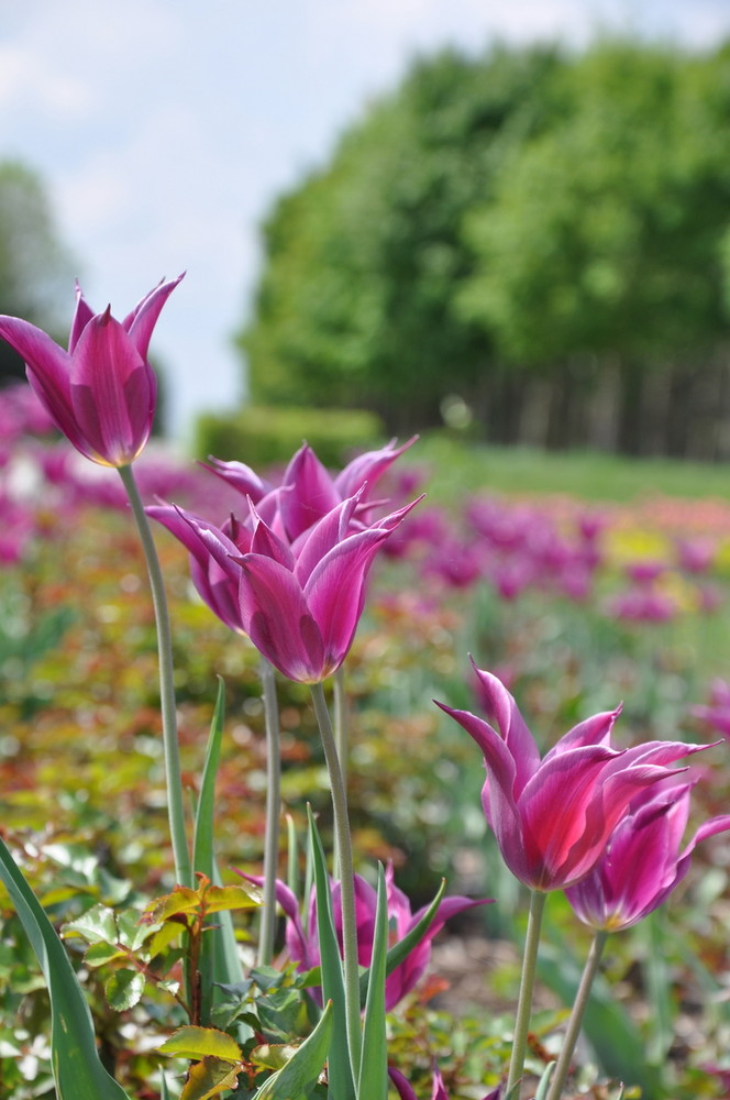 Tulpen im Riemer Park