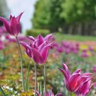 Tulpen im Riemer Park