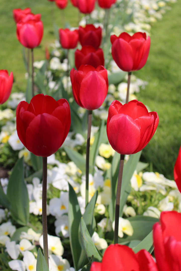 Tulpen im Schloss Mirabell