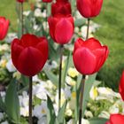 Tulpen im Schloss Mirabell