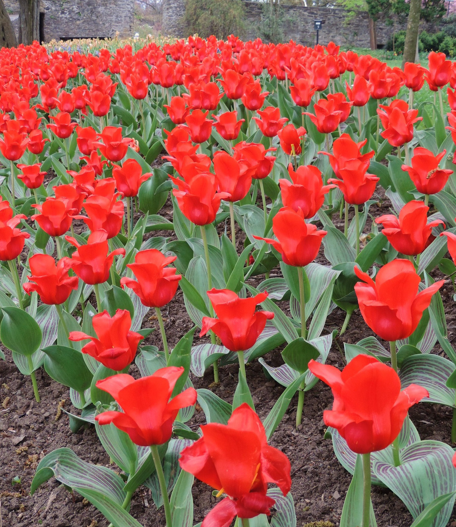 Tulpen im Schlosspark Siegen