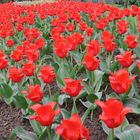 Tulpen im Schlosspark Siegen