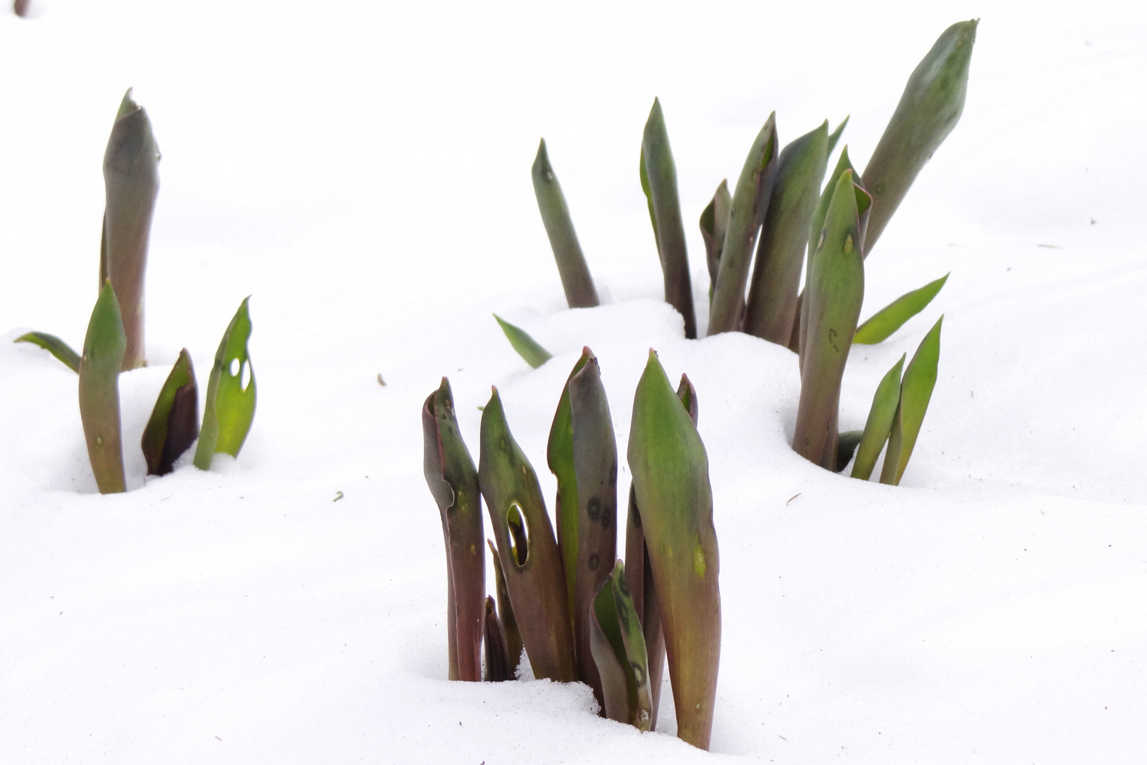 Tulpen im Schnee