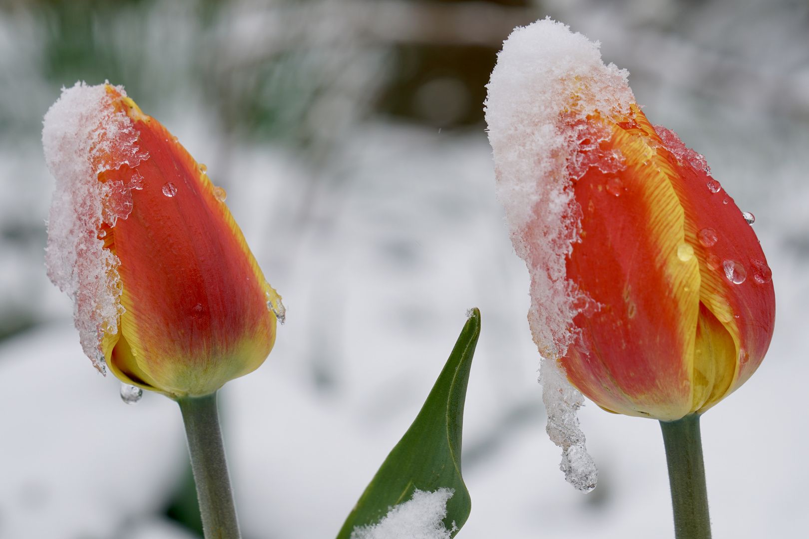 Tulpen im Schnee